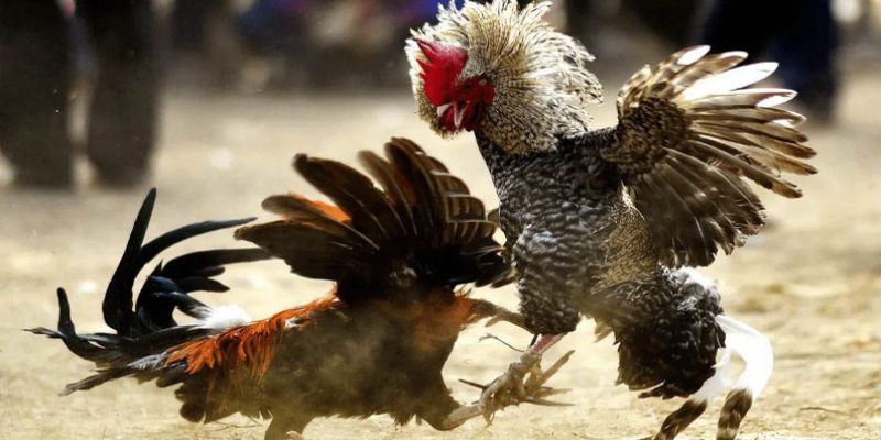 4 Kinh Nghiệm Chơi Đá Gà Chuẩn Xác Từ Các Cao Thủ Lão Làng 4 Các vấn đề cần quan tâm khi cá cược đá gà
